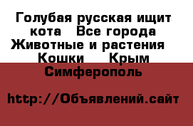 Голубая русская ищит кота - Все города Животные и растения » Кошки   . Крым,Симферополь